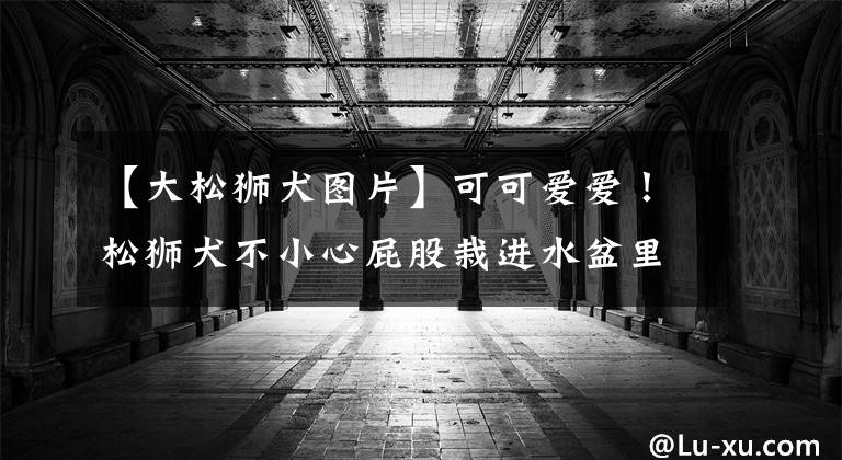 【大松狮犬图片】可可爱爱!松狮犬不小心屁股栽进水盆里,下一秒的表情萌翻了