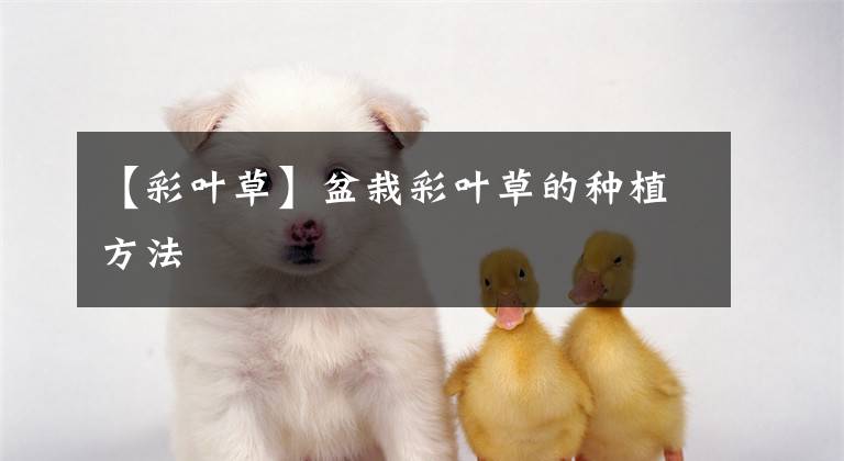 【彩叶草】盆栽彩叶草的种植方法