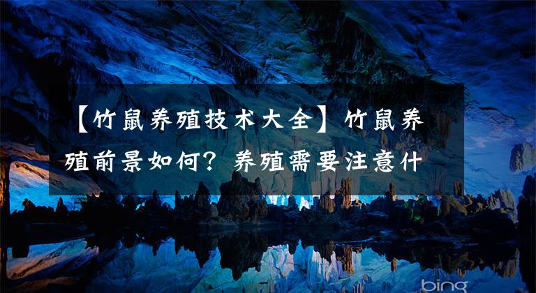 【竹鼠养殖技术大全】竹鼠养殖前景如何？养殖需要注意什么？