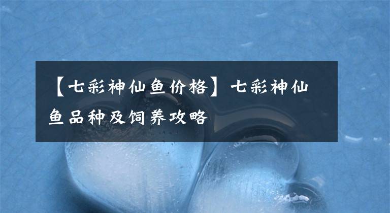 【七彩神仙鱼价格】七彩神仙鱼品种及饲养攻略