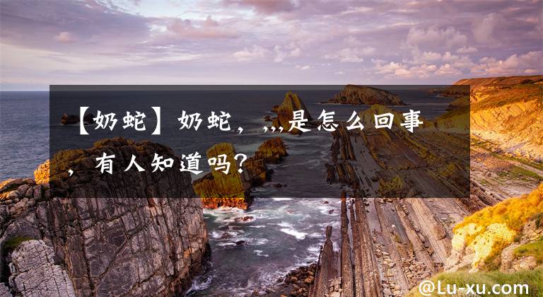 【奶蛇】奶蛇，,,,是怎么回事，有人知道吗？