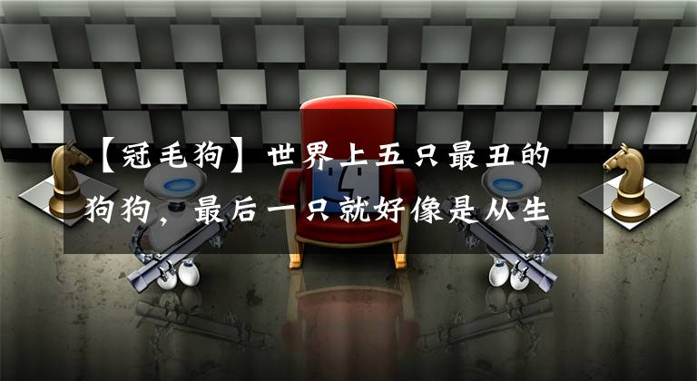 【冠毛狗】世界上五只最丑的狗狗，最后一只就好像是从生化危机走出来的