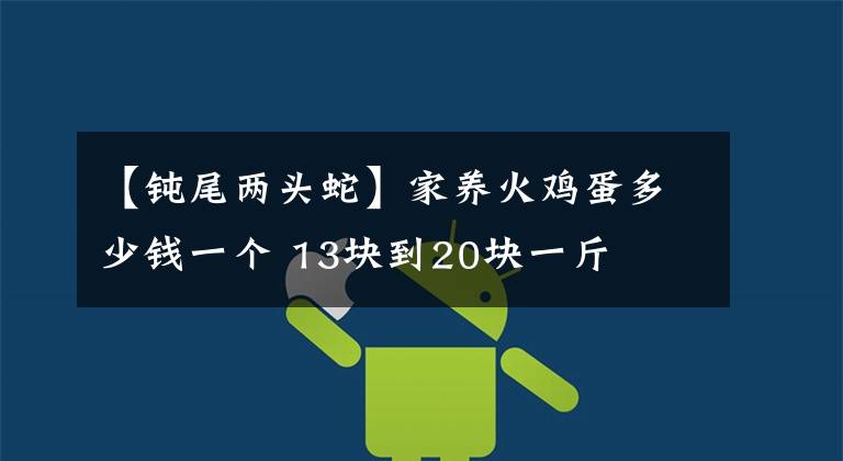 【钝尾两头蛇】家养火鸡蛋多少钱一个 13块到20块一斤