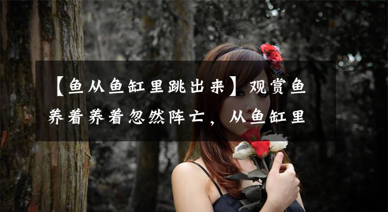 【鱼从鱼缸里跳出来】观赏鱼养着养着忽然阵亡,从鱼缸里找到这些原因,你碰到过吗?