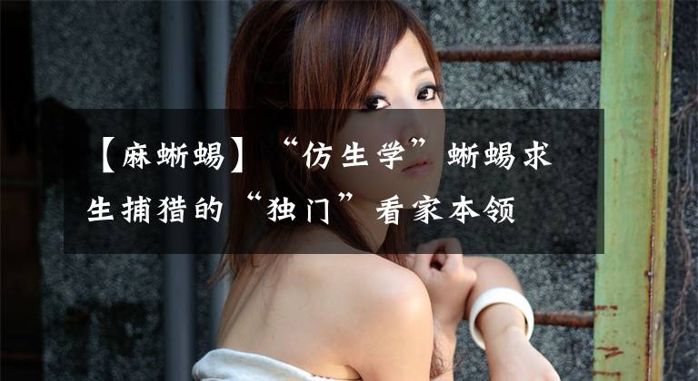 【麻蜥蜴】“仿生学”蜥蜴求生捕猎的“独门”看家本领