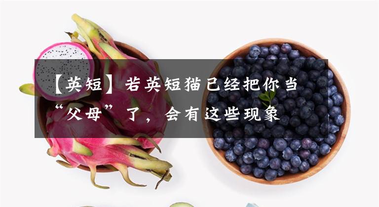 【英短】若英短猫已经把你当“父母”了，会有这些现象