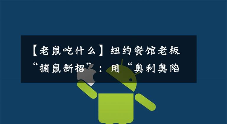 【老鼠吃什么】纽约餐馆老板“捕鼠新招”:用“奥利奥陷阱”诱捕老鼠