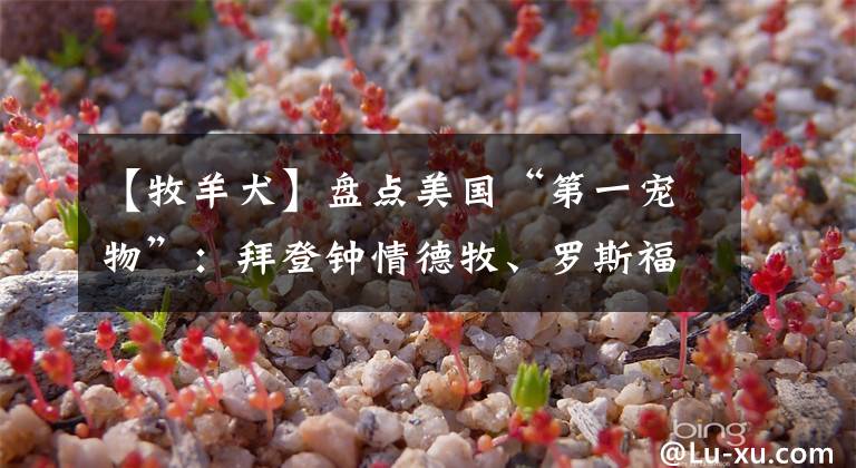 【牧羊犬】盘点美国“第一宠物”：拜登钟情德牧、罗斯福曾派军舰救狗