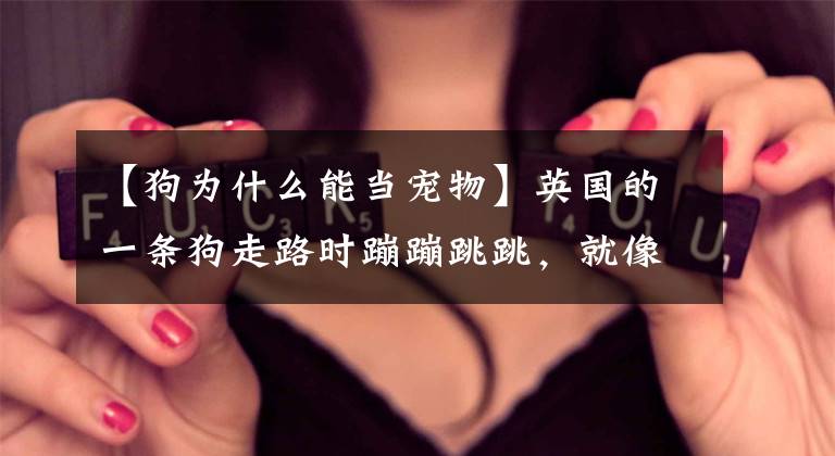 【狗为什么能当宠物】英国的一条狗走路时蹦蹦跳跳，就像自己是兔子一样有趣。