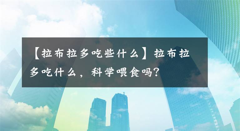 【拉布拉多吃些什么】拉布拉多吃什么,科学喂食吗?