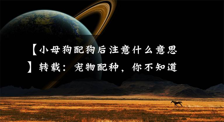 【小母狗配狗后注意什么意思】转载：宠物配种，你不知道的事情