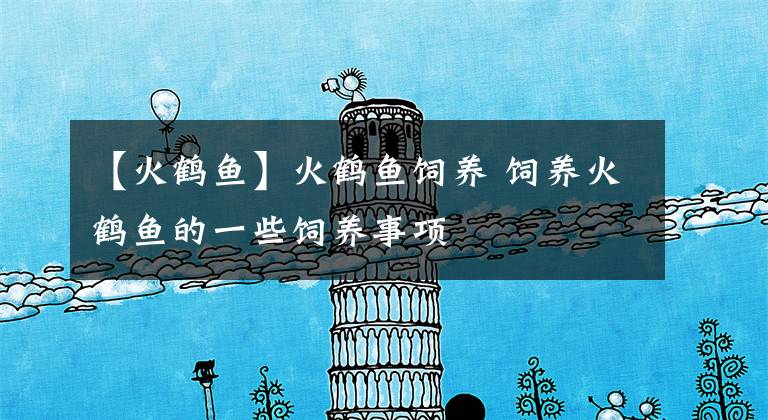 【火鹤鱼】火鹤鱼饲养 饲养火鹤鱼的一些饲养事项