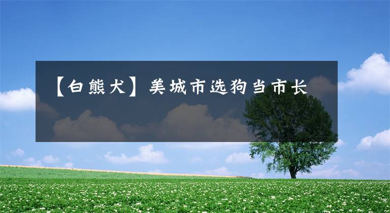 【白熊犬】美城市选狗当市长