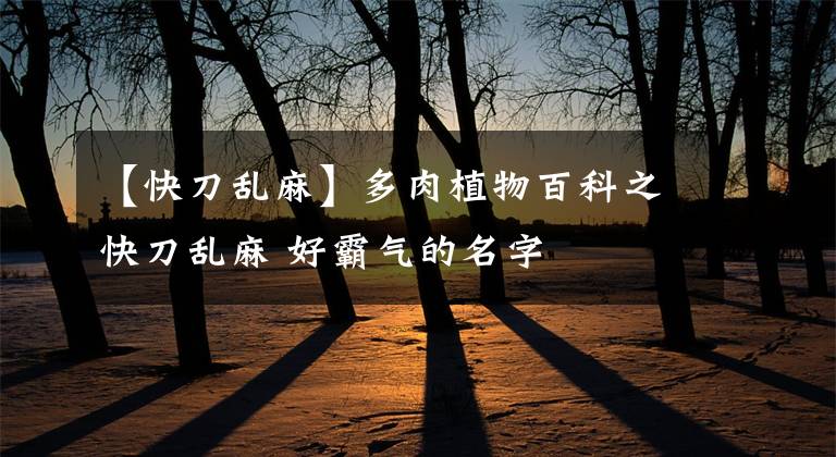【快刀乱麻】多肉植物百科之快刀乱麻 好霸气的名字