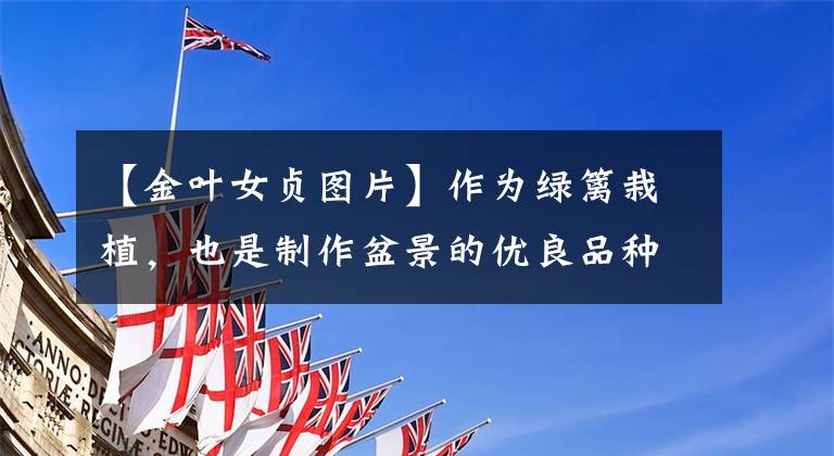 【金叶女贞图片】作为绿篱栽植，也是制作盆景的优良品种，抗污染树种—小叶女贞
