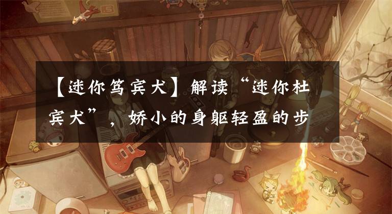 【迷你笃宾犬】解读“迷你杜宾犬”，娇小的身躯轻盈的步伐，家养小宠的首选