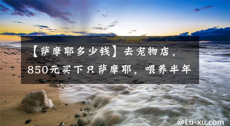 【萨摩耶多少钱】去宠物店，850元买下只萨摩耶，喂养半年后，我们的噩梦就开始了
