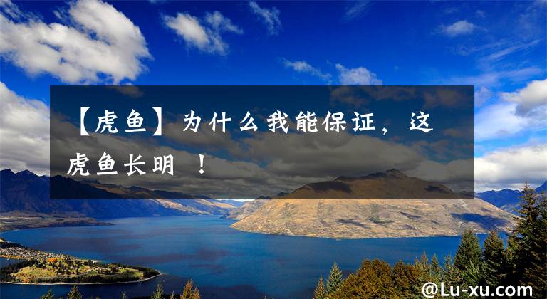 【虎鱼】为什么我能保证，这虎鱼长明 ！