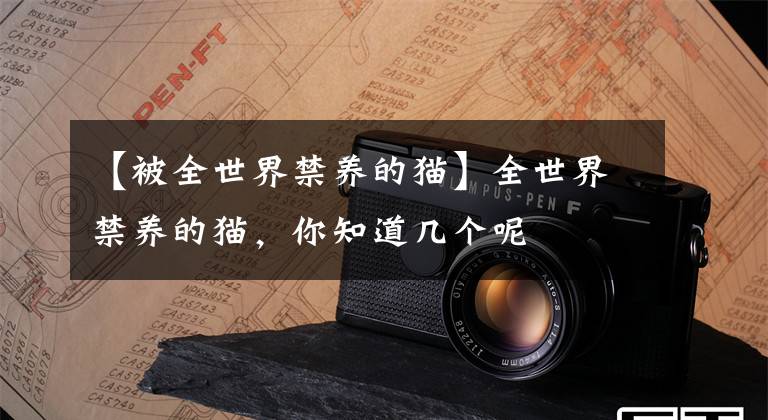 【被全世界禁养的猫】全世界禁养的猫，你知道几个呢