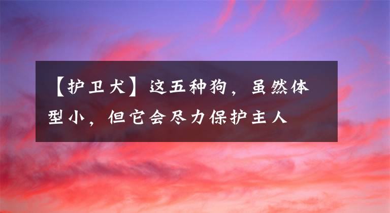 【护卫犬】这五种狗，虽然体型小，但它会尽力保护主人