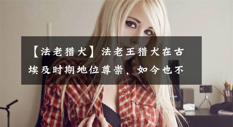 【法老猎犬】法老王猎犬在古埃及时期地位尊崇，如今也不差，成了马耳他的国犬