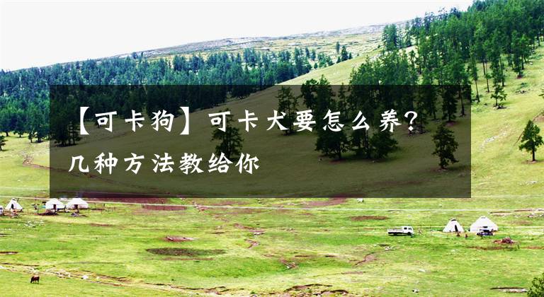 【可卡狗】可卡犬要怎么养？几种方法教给你