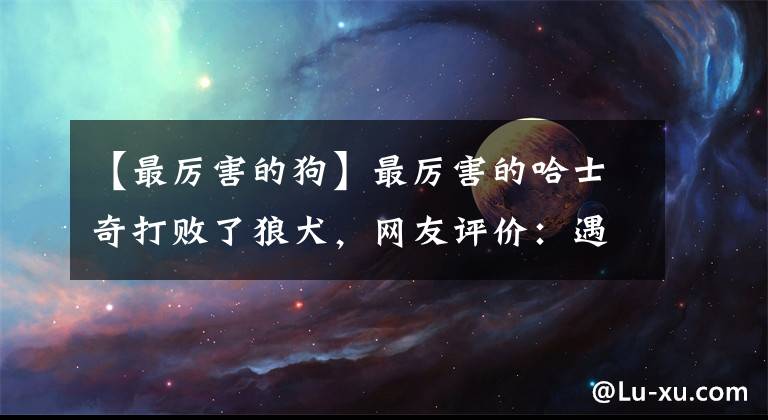 【最厉害的狗】最厉害的哈士奇打败了狼犬,网友评价:遇狼则强,遇弱变怂!