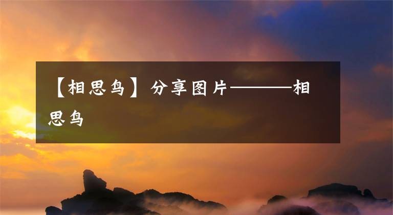 【相思鸟】分享图片———相思鸟