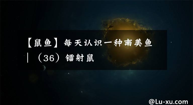 【鼠鱼】每天认识一种南美鱼｜（36）镭射鼠