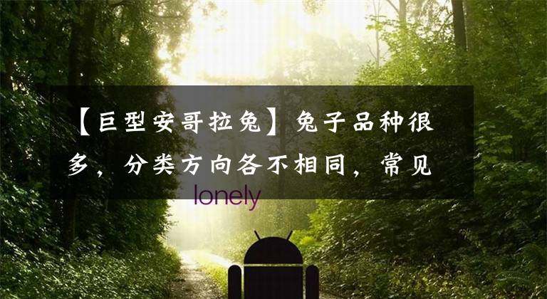 【巨型安哥拉兔】兔子品种很多,分类方向各不相同,常见分类品种是这样的