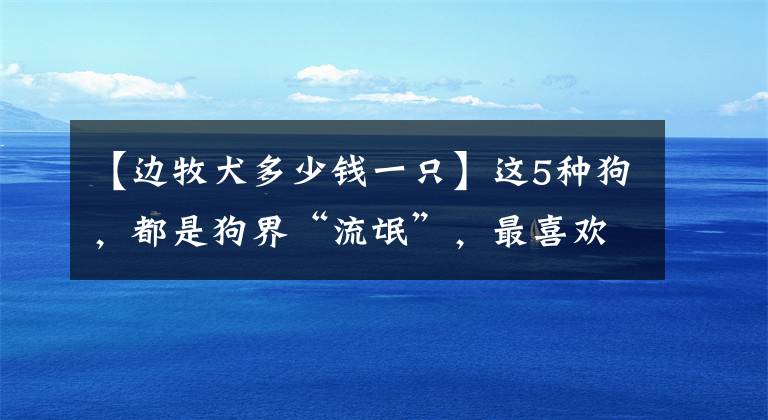 【边牧犬多少钱一只】这5种狗，都是狗界“流氓”，最喜欢对主人耍无赖