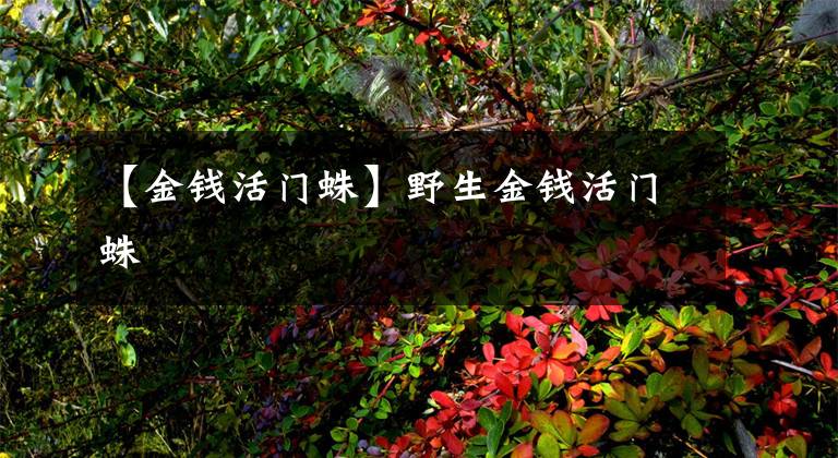 【金钱活门蛛】野生金钱活门蛛