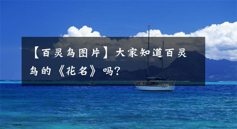 【百灵鸟图片】大家知道百灵鸟的《花名》吗?