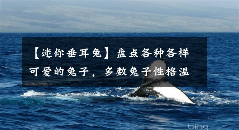 【迷你垂耳兔】盘点各种各样可爱的兔子，多数兔子性格温顺，惹人喜爱