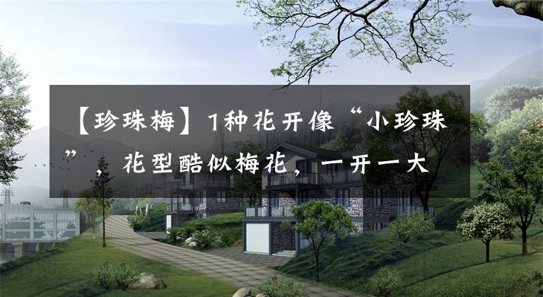 【珍珠梅】1种花开像“小珍珠”，花型酷似梅花，一开一大片，美的很震撼