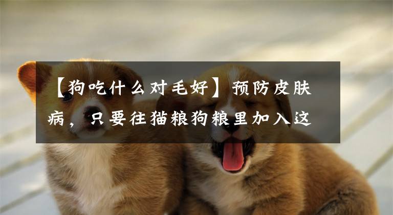 【狗吃什么对毛好】预防皮肤病，只要往猫粮狗粮里加入这个即可