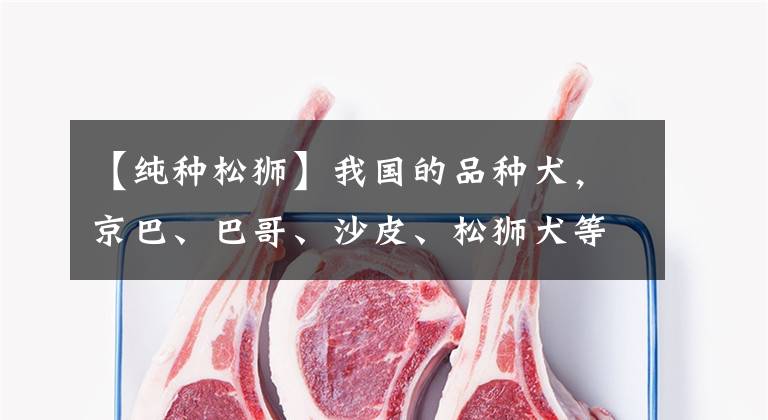 【纯种松狮】我国的品种犬，京巴、巴哥、沙皮、松狮犬等你最喜欢哪种呢