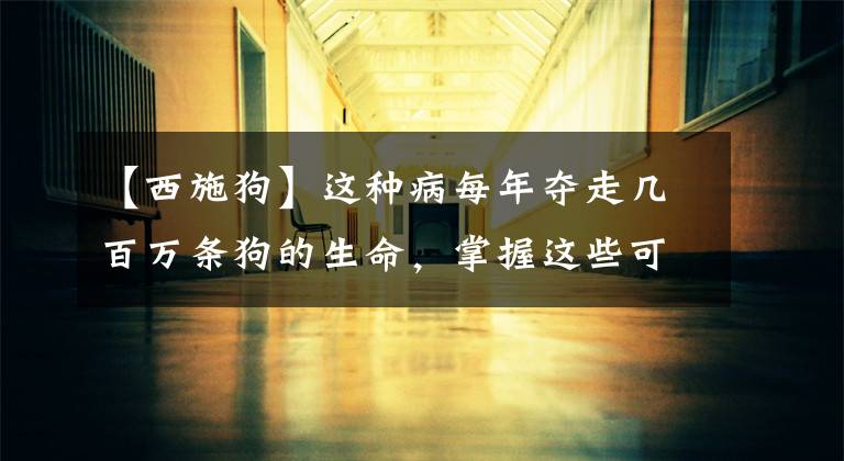 【西施狗】这种病每年夺走几百万条狗的生命，掌握这些可以及早预防！