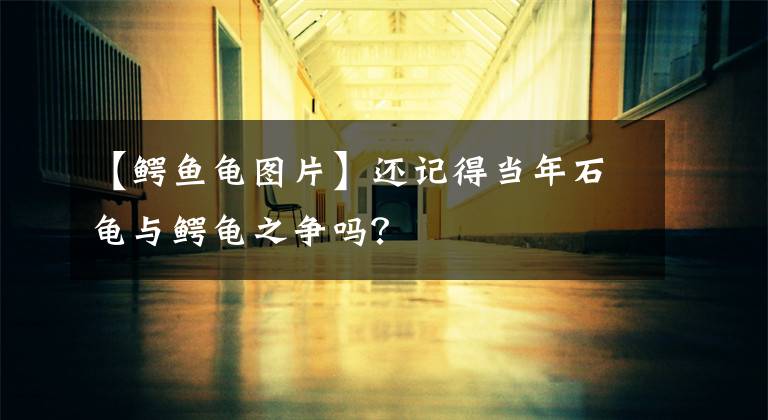 【鳄鱼龟图片】还记得当年石龟与鳄龟之争吗?