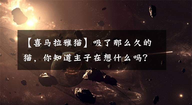 【喜马拉雅猫】吸了那么久的猫，你知道主子在想什么吗？