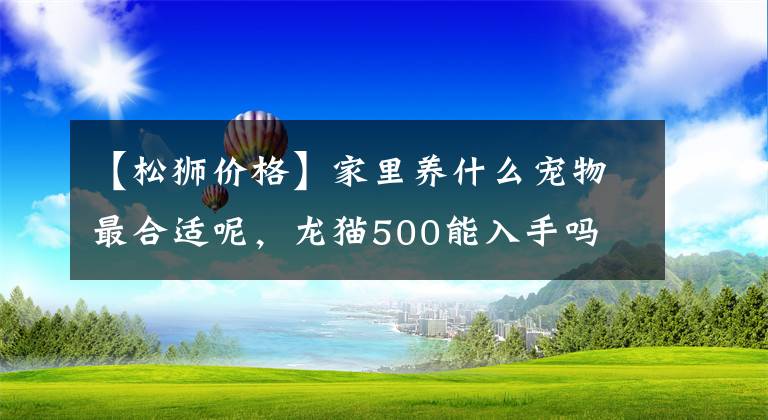 【松狮价格】家里养什么宠物最合适呢，龙猫500能入手吗