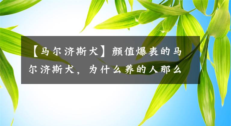 【马尔济斯犬】颜值爆表的马尔济斯犬，为什么养的人那么少？理由竟是这些