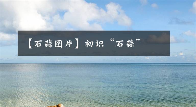 【石蒜图片】初识“石蒜”