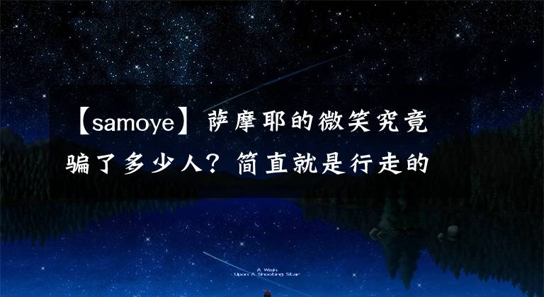 【samoye】萨摩耶的微笑究竟骗了多少人？简直就是行走的蒲公英