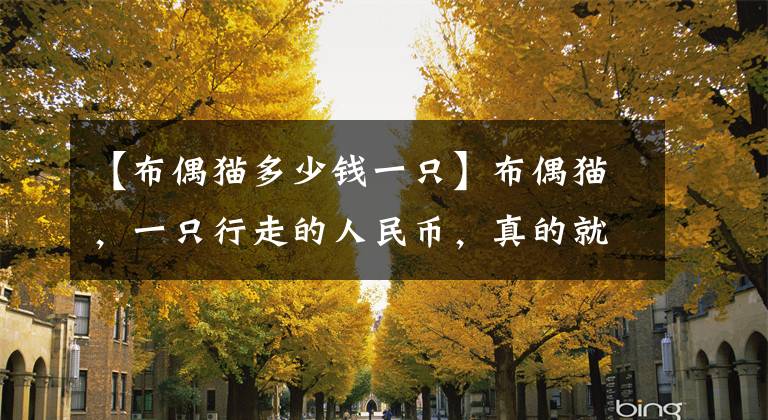 【布偶猫多少钱一只】布偶猫,一只行走的人民币,真的就那么贵吗?该怎么养