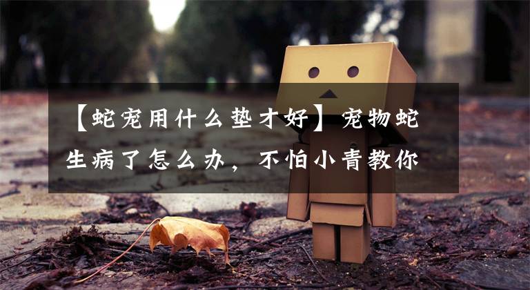 【蛇宠用什么垫才好】宠物蛇生病了怎么办，不怕小青教你怎么做！