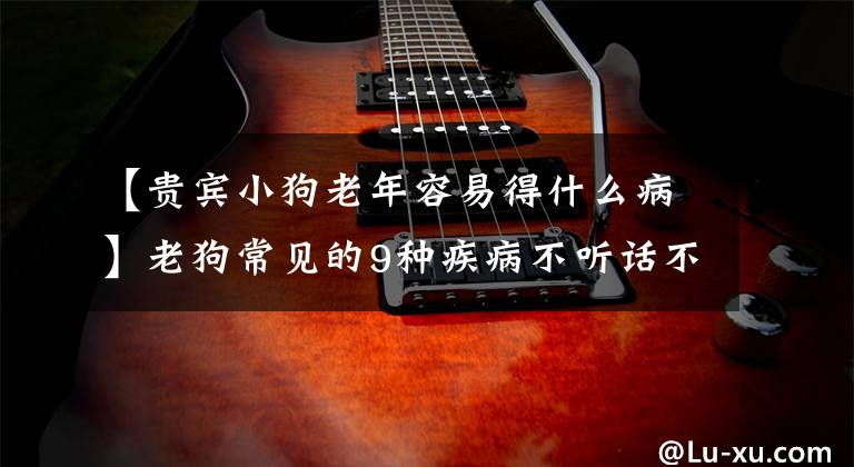 【贵宾小狗老年容易得什么病】老狗常见的9种疾病不听话不怪。也许是因为老了