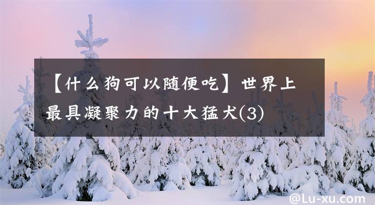 【什么狗可以随便吃】世界上最具凝聚力的十大猛犬(3)