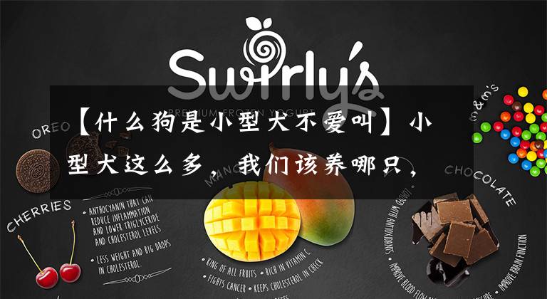 【什么狗是小型犬不爱叫】小型犬这么多，我们该养哪只，应该看适合在家养的这10种小型犬。