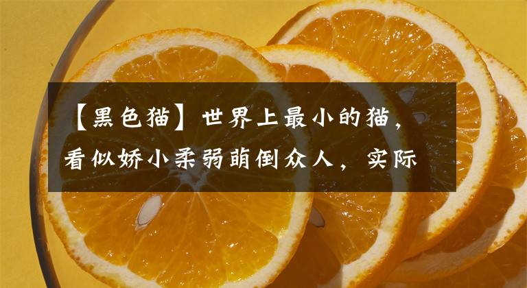 【黑色猫】世界上最小的猫，看似娇小柔弱萌倒众人，实际上是“杀戮机器”